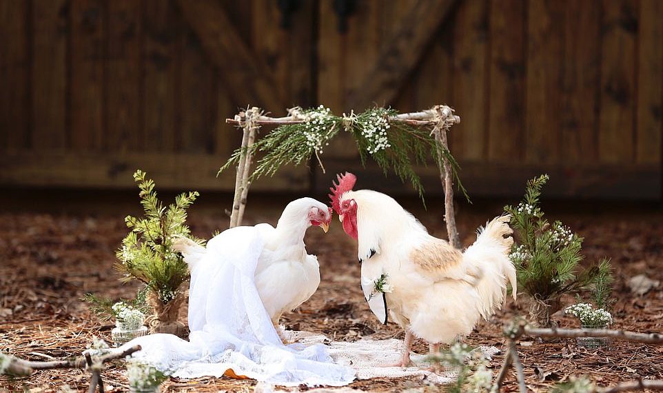 Photos: Woman organizes wedding ceremony for chickens
