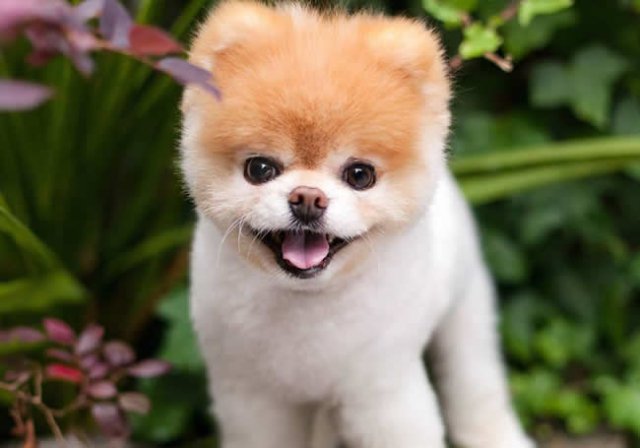 'World's cutest dog' dies from 'heartbreak'