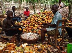 Cocoa farmers plead for the release of cocoa money