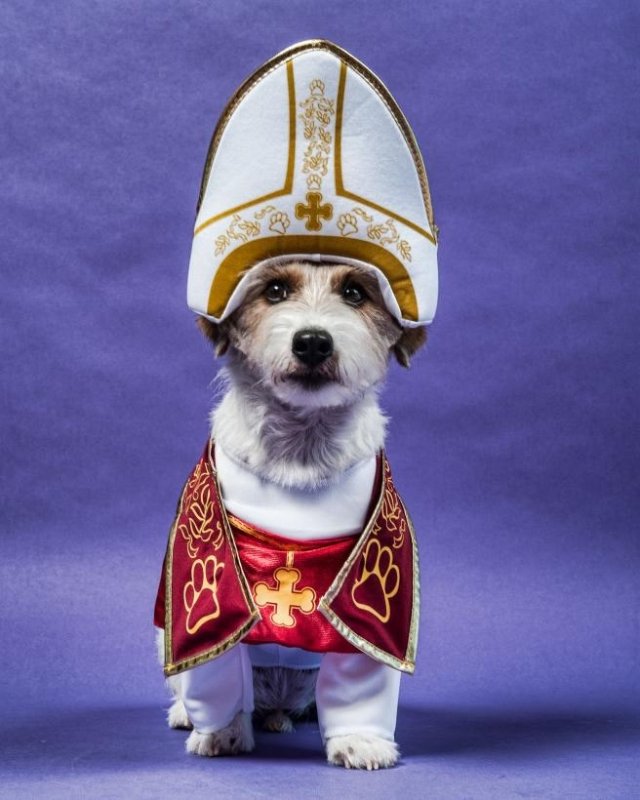 Florida church holds 'dog-friendly' services