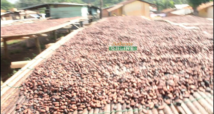 Ivory Coast aligns cocoa sales system with Ghana - CCC sources