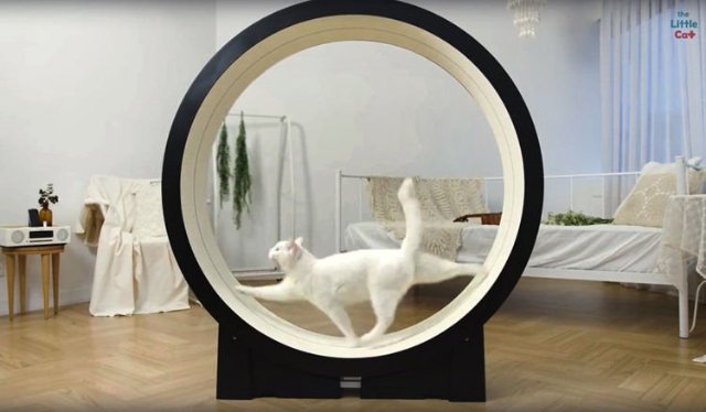 Korean company creates smart treadmill for cats