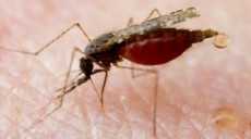 Mosquitoes, bugs invade Tema Community 11