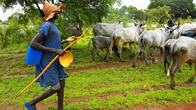Fulani cattle fulani
