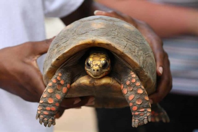 tortoise tortoise
