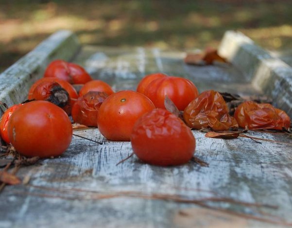 7248621629809_6963184159145 tomatoes