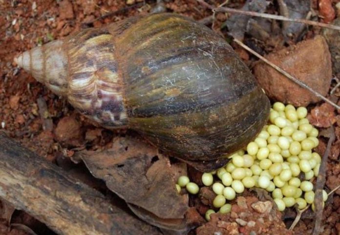 snail-farm-840x581-696x481.jpg