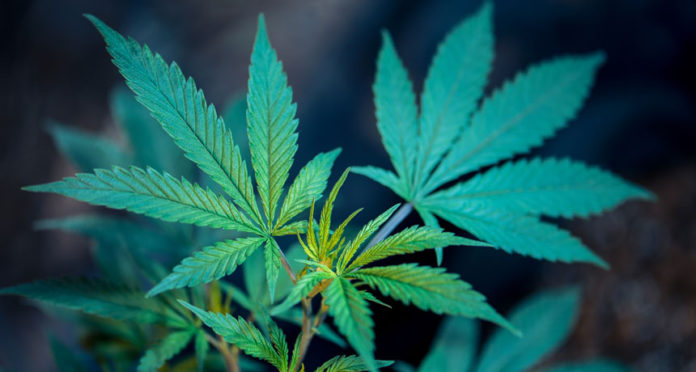 File photo: marijuana marijuana