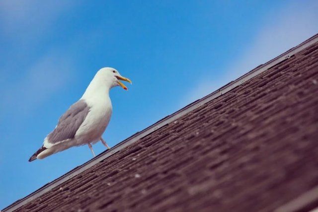 seagulls seagulls
