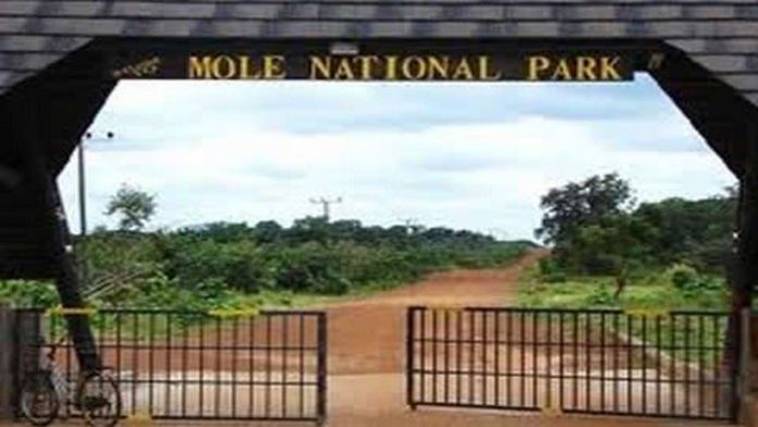 447560597_846310 (Copy) mole national park