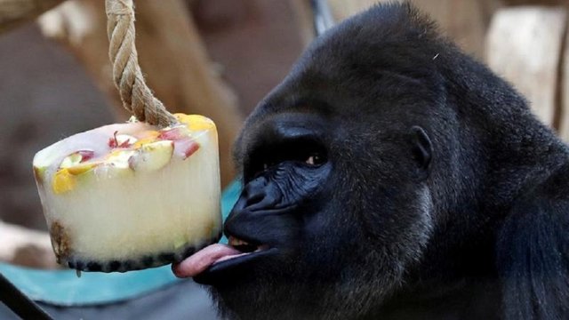 gorilla gorilla