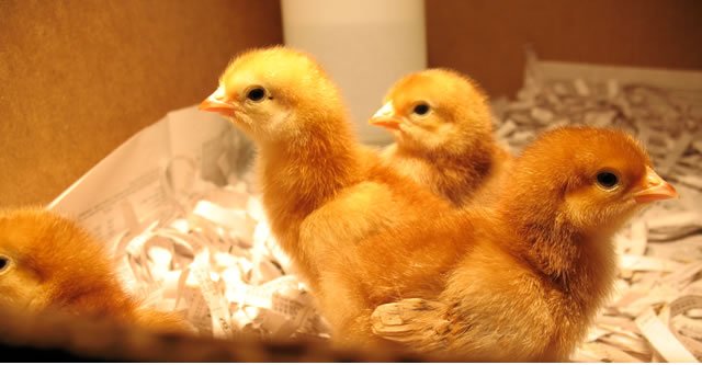 chicks chicks