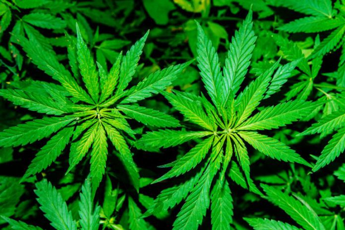 Marijuana plant | Getty Photos