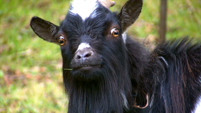 black-goat-looking-at-camera