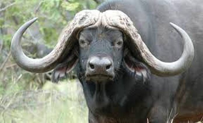 images (Copy) buffalo
