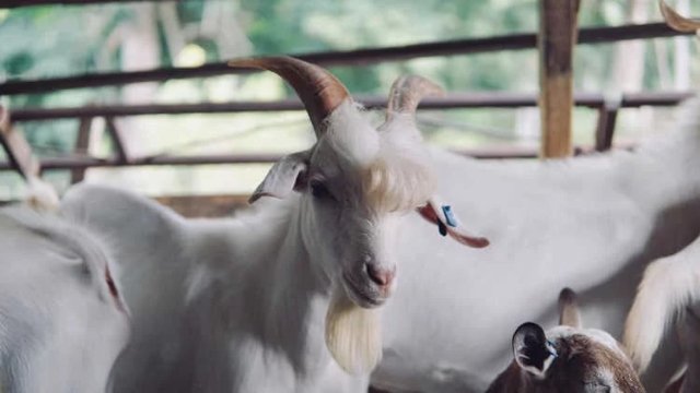 5090387185880_3739693445670 handsome goat