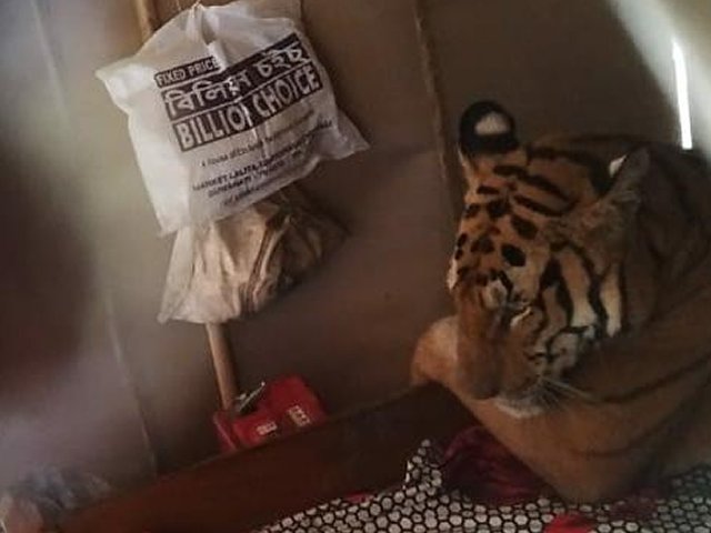 7611629728848_3107920812339 tiger