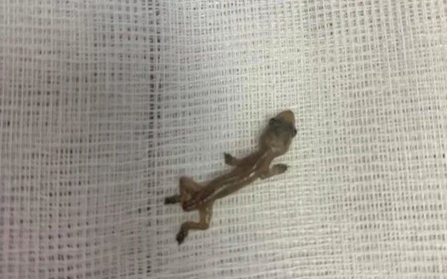 837730874462_931155840193 lizzard
