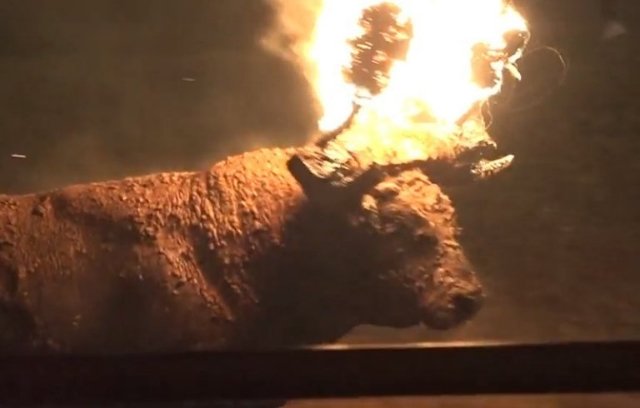 9414719405066_995617436607 bull