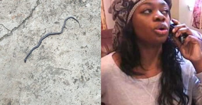 snake