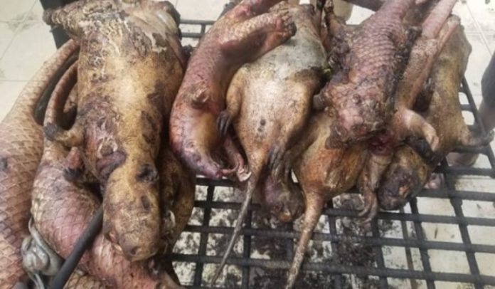 Bush meat