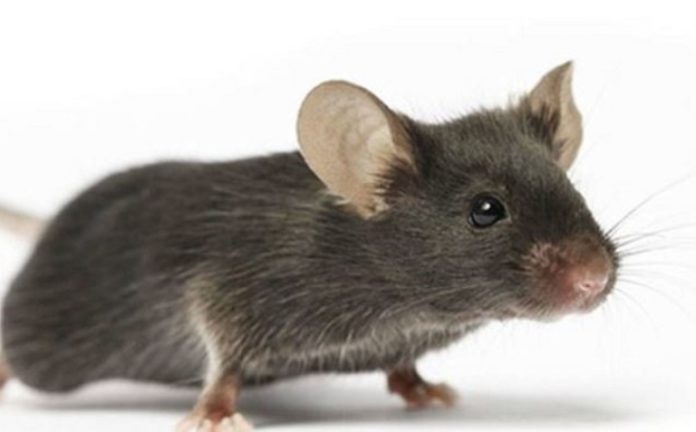 Mouse