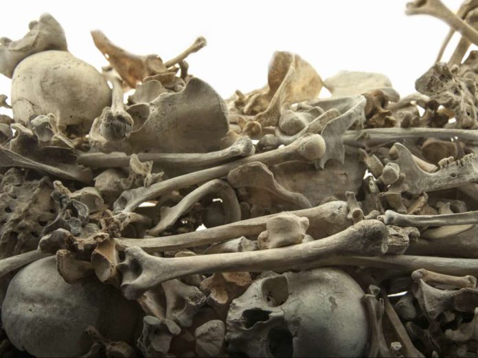 Skeleton