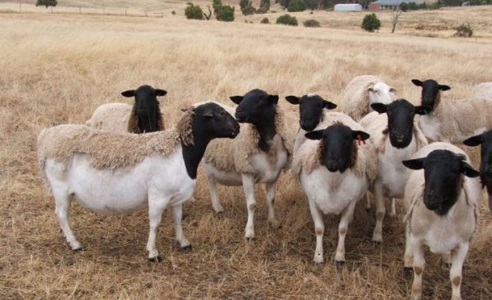 sheep_compressed (Copy)