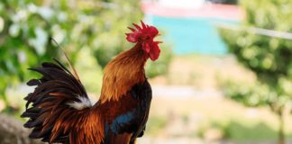 Cock wins injunction case as court says it should go ahead and crow as loud as it can