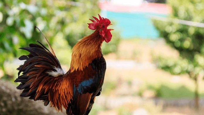 Cock Cock wins injunction case as court says it should go ahead and crow as loud as it can