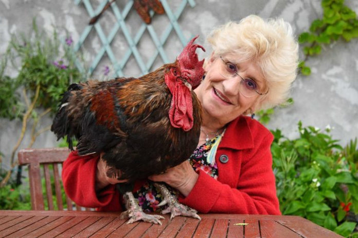 Cock wins injunction case