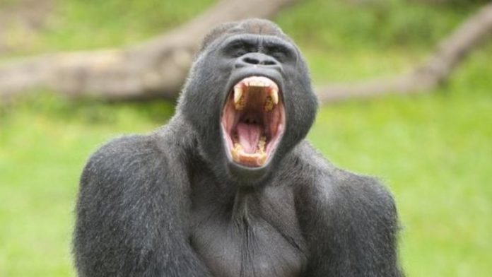 gorilla gorilla