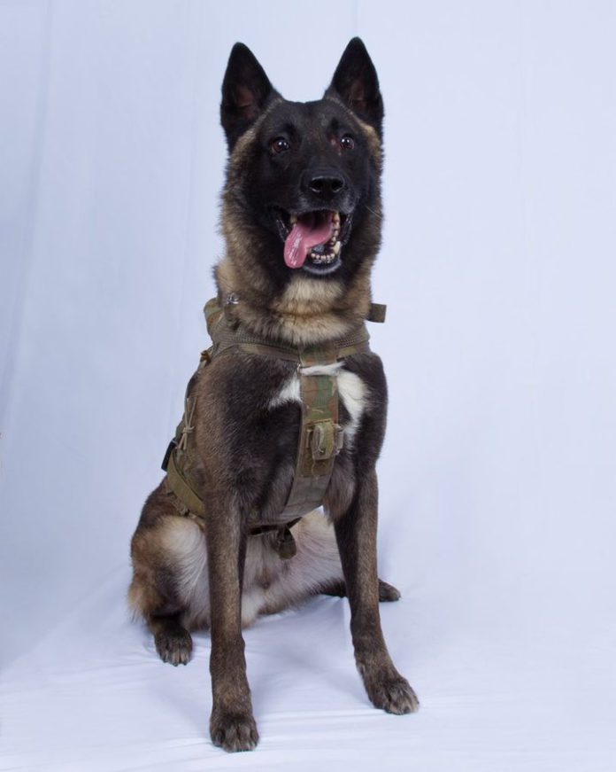 ISIS dog Announcing the death of the ISIS leader at a press engagement earlier, President Trump said capturing the ISIS leader had been his top priority since he assumed office some three years ago