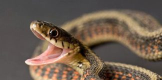 Leanne Chapman and her partner returned to their home in Brisbane, Queensland on Thursday, and noticed a commotion on their balcony