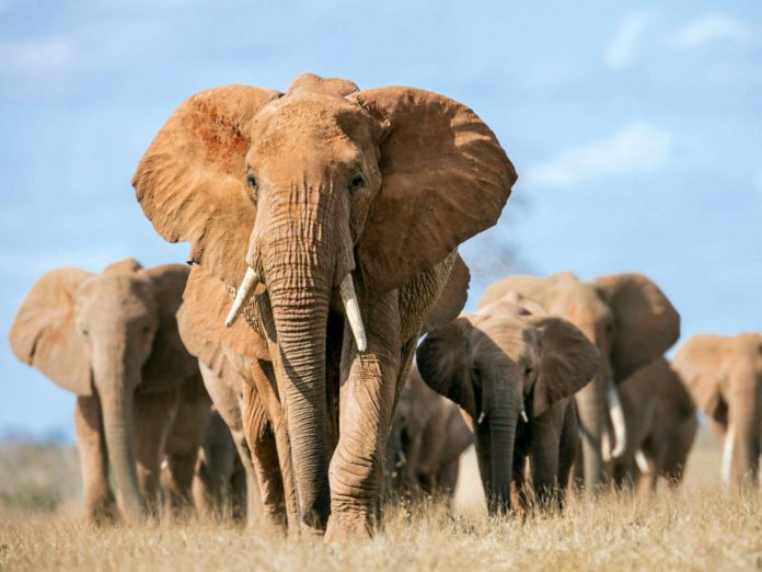 Elephant