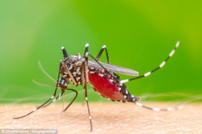 Mosquito