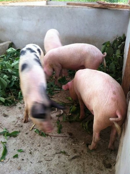 1397749897402_8072954996592 (Copy) pork