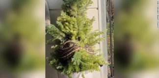 Leanne Chapman and her partner returned to their home in Brisbane, Queensland on Thursday, and noticed a commotion on their balcony.