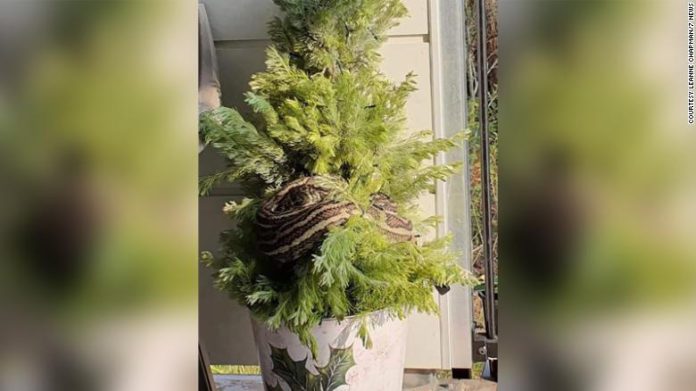 Leanne Chapman and her partner returned to their home in Brisbane, Queensland on Thursday, and noticed a commotion on their balcony. Leanne Chapman and her partner returned to their home in Brisbane, Queensland on Thursday, and noticed a commotion on their balcony.