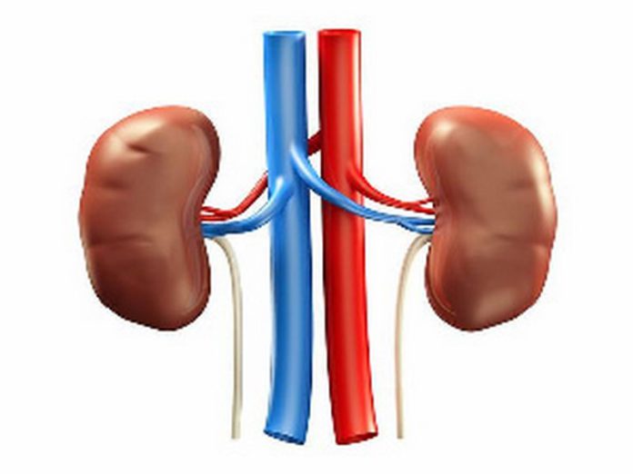 31637431.295 (Copy) kidney