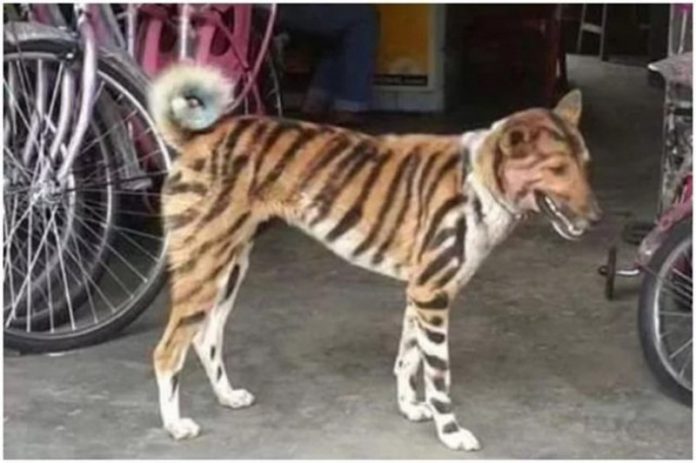 8696729260703_7002768833190 (Copy) dog tiger