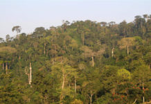 Concerned Youth of Akyem Sagyimase warn of imminent destruction of Atewa Forest by illegal miners