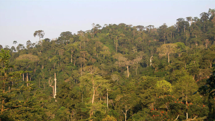 Atewa forest