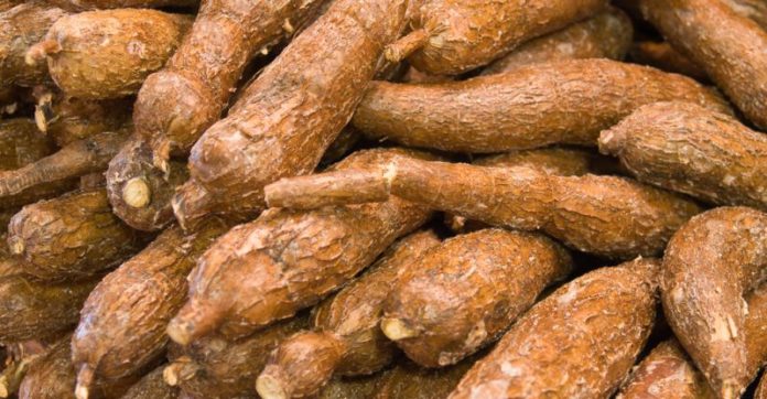 Cassava