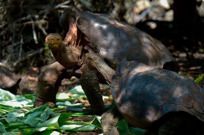 tortoise tortoise