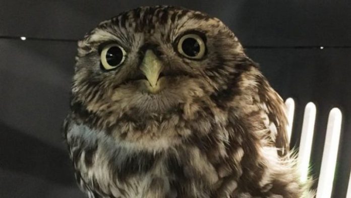 The owl was a third heavier than it should have been The owl was a third heavier than it should have been