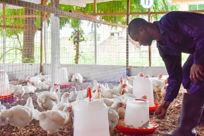 File photo of a poultry farmer File photo of a poultry farmer