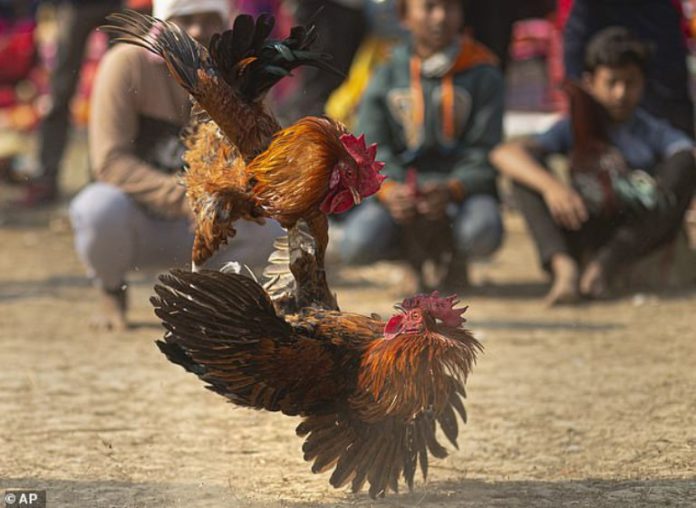 Chicken