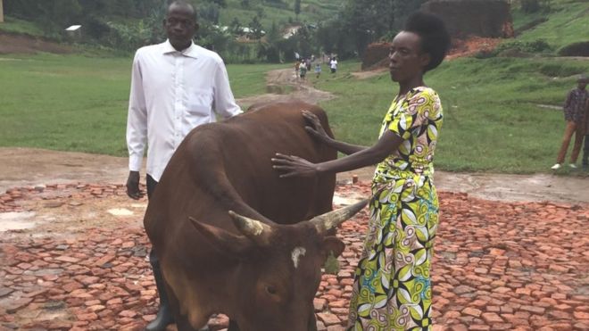 cow