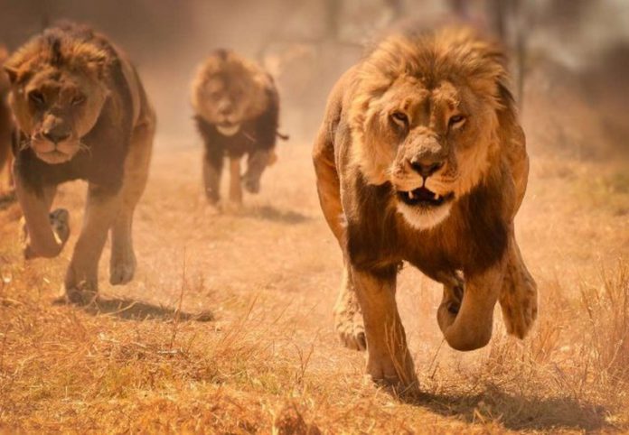 lions lions